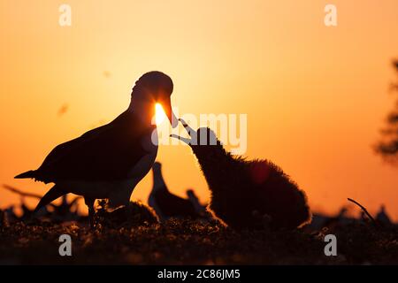 Laysan Albatross, Phoebastria immutabilis, Küken, die bei Sonnenaufgang um Futter betteln, Sand Island, Midway Atoll National Wildlife Refuge, Papahanaumokuakea Stockfoto