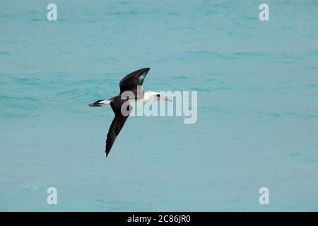 Laysan Albatross, Phoebastria immutabilis, Sand Island, Midway Atoll National Wildlife Refuge, Papahanaumokuakea Marine National Monument, Hawaii, USA Stockfoto