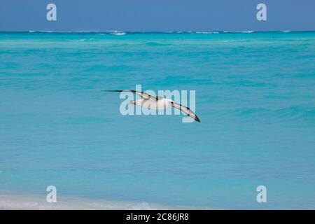 Laysan Albatross, Phoebastria immutabilis, Sand Island, Midway Atoll National Wildlife Refuge, Papahanaumokuakea Marine National Monument, NWHI Stockfoto