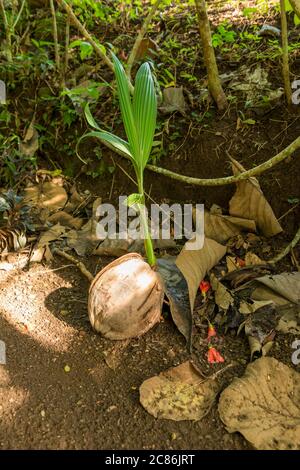 Blick auf den heiligen Affenwald in Ubud Stockfoto