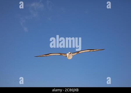 Laysan Albatross, Phoebastria immutabilis, Fliegen über Sand Island, Midway Atoll National Wildlife Refuge, Papahanaumokuakea Marine National MNM, USA Stockfoto