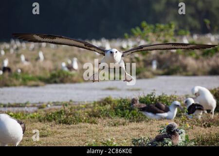 Laysan Albatross, Phoebastria immutabilis, kommt für eine Landung über alter Flughafenbahn in der Brutkolonie auf Sand Island, Midway Atoll, USA Stockfoto