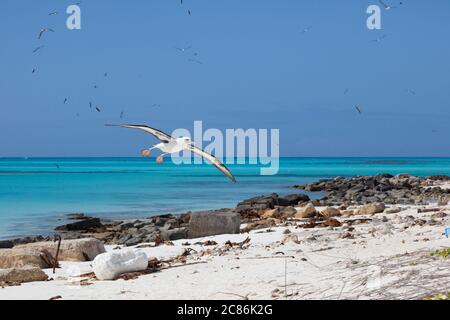 Laysan Albatross, Phoebastria immutabilis, kommt für eine Landung, Sand Island, Midway Atoll National Wildlife Refuge, Papahanaumokuakea MNM, USA Stockfoto