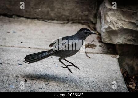 Grauer Katzenvogel, der mitten im Hop auf einem Steinsteg gefangen wurde, zeigt Bewegung, Verhalten der urbanen Tierwelt und subtile natürliche Texturen bei weichem Licht. Stockfoto