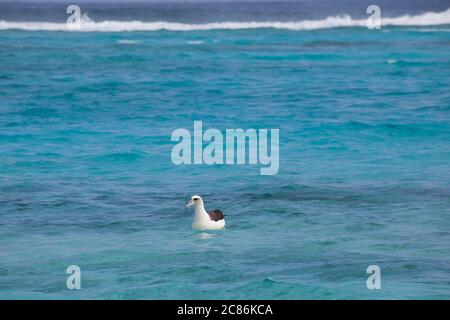 Laysan Albatross, Phoebastria immutabilis, schwimmend in der Lagune um Sand Island, Midway Atoll National Wildlife Refuge, Papahanaumokuakea MNM Stockfoto