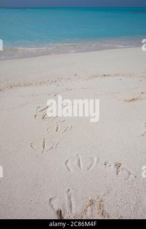 Fußabdrücke von Laysan Albatross, Phoebastria immutabilis oder Schwarzfußalbatros, Phoebastria nigripes, Sand Island, Midway Atoll, NWHI, USA Stockfoto