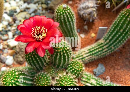 Blühender Kaktus TRICHOCEREUS MACROGONUS in einem botanischen Garten Stockfoto