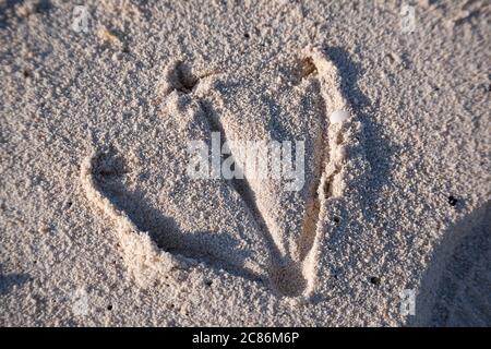 Fußabdruck von Laysan Albatross, Phoebastria immutabilis oder Schwarzfußalbatros, Phoebastria nigricans, am Strand, Sand Island, Midway Atoll Stockfoto