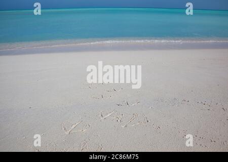 Fußabdrücke von Laysan Albatross, Phoebastria immutabilis und Schwarzfußalbatros, Phoebastria nigricans, im Strandsand auf Sand Island, Midway Atoll Stockfoto