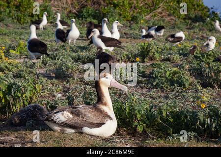 Jungtiere Kurzschwanzalbatros oder Steller-Albatros, Phoebastria albatrus, seltenster Albatros der Welt (vom Aussterben bedrohte Arten), Midway Stockfoto