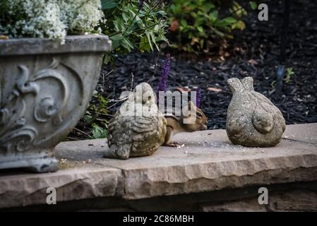 Süßer Chipmunk im Garten im Hinterhof. Stockfoto