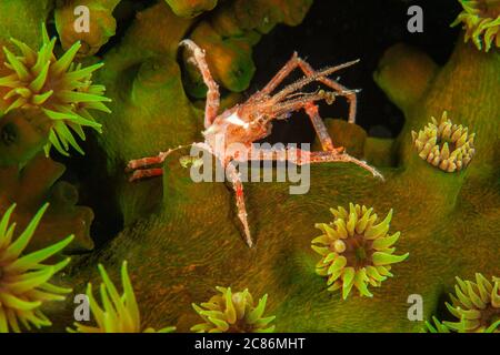 Eine White-V hydroid Krabbe, Hyastenus borradailei, auf einer Kolonie von grünen Rohr Korallen, Tubastrea micrantha, Fütterung in der Nacht, Fidschi-Inseln. Stockfoto