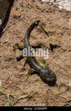 Arizona Tiger Salamander (Ambystoma mavortium nebulosum) aus Mesa County, Colorado, USA. Stockfoto