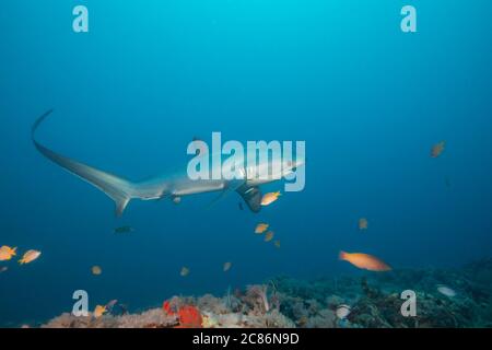 Es gibt drei Arten von Thresher Sharks alle durch die unverkennbar länglichen oberen Lappen der Schwanzflosse geprägt. Dieser, der pelagischen Schw Stockfoto