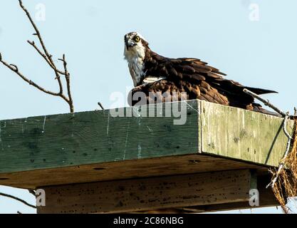 Fischadler Mutter sitzt auf ihrem Nest zur Brutzeit. Stockfoto