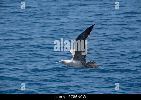 Rotfußbooby, Sula sula, Offshore aus dem südlichen Costa Rica, Zentralamerika ( Ostpazifischer Ozean ) Stockfoto