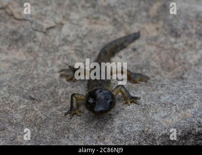 Arizona Tiger Salamander (Ambystoma mavortium nebulosum) aus Mesa County, Colorado, USA. Stockfoto