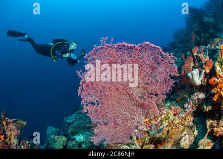 Ein Taucher (MR) mit Videokamera untersucht einen Gorgonien-Fan, Muricella sp. Diese Korallenart wird von Pygmäen-Seepferdchen, Indonesier bevorzugt. Stockfoto