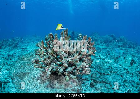 Ein Langnasenbutterfisch, Forcipiger longirostris, Futter in den Algen, die auf dem Skelett einer Geweih-Koralle wachsen, Pocillopora grandis, die gebleicht Stockfoto