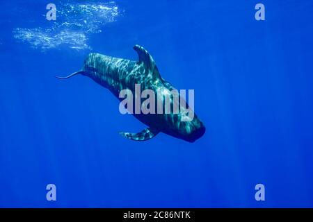 Ein Bullenmännchen Kurzflossen-Pilotwal, Globicephala macrorhynchus, Hawaii. Stockfoto