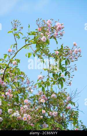 Rosa Pauls Himalayan Musk blassrosa wandernde Rose gegen blauen Himmel - Großbritannien Stockfoto