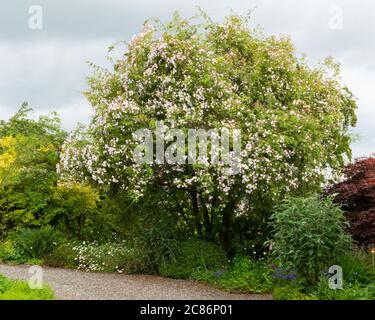 Pauls Himalayan Musk blass rosa wandernde Rose bedeckt einen reifen hawthorne Baum im britischen Garten Stockfoto