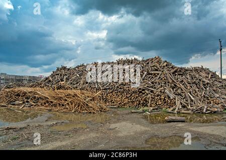 Ein riesiger Hügel Holz im Lager, die Protokolle werden für die Verarbeitung in der Industrie gelagert und im Freien gelagert. Stockfoto