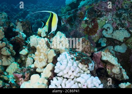 maurisches Idol oder Kihikihi, Zanclus cornutus, schwimmt vorbei Blumenkohlkorallen, Pocillopora meandrina, gebleicht weiß und durch warmes Meerwasser getötet, Hawaii Stockfoto