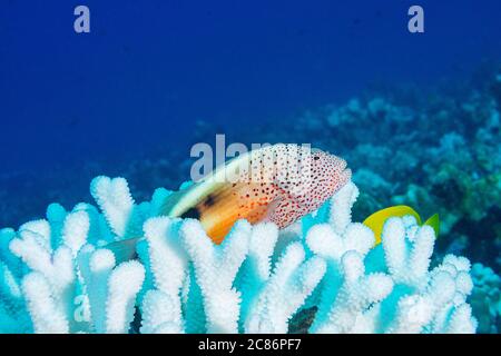 Schwarzseidenbarsch oder Sommersprossen-Falkenfisch, Paracirrhites forsteri, ruhend auf gebleichten Geweih Korallen, Pocillopora grandis, Kona, Hawaii Stockfoto