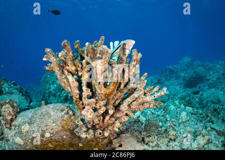 Schwarzseidenbarsche, Paracirrhites forsteri, die auf Geweih Koralle, die gebleicht und starb aufgrund hoher Wassertemperaturen, Kona Hawaii ruht Stockfoto