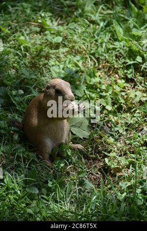 Niedlicher schwarzer Schwanz Präriehund auf seinen Hinterbeinen stehend. Stockfoto