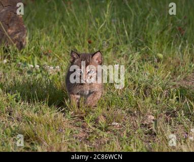 Bobcat Kitten läuft auf einer Wiese Stockfoto