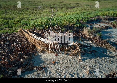 Skelett des Großen Tümmler, Tursiops trunkatus, an Land gespült, Campo Cortez, Lagune San Ignacio, Baja California Sur, Mexiko Stockfoto