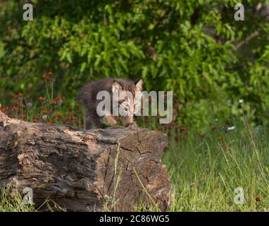 Bobcat Kitten auf einem Log Stockfoto