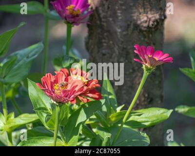 Gemeinsame Zinnia bunte Blumen wachsen im Garten, Zinnia elegans Stockfoto
