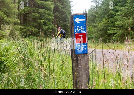 Radler passieren National Cycle Network 7 Schild in Queen Elizabeth Forest Park, Loch Lomond und dem Trossachs National Park, Aberfoyle, Schottland, Großbritannien Stockfoto