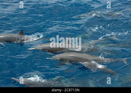 östlicher Spinner Delfin, Stenella longirostris orientalis, oder mittelamerikanischer Spinner, S. l. centroamericana, Ausatmen während der Auftauchung, Costa Rica Stockfoto