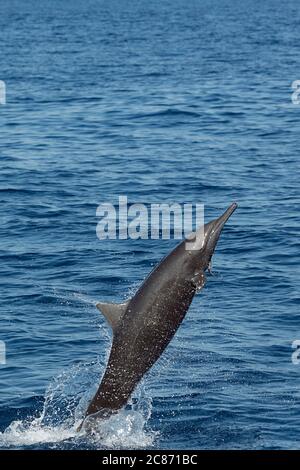 ostspinner Delfin, Stenella longirostris orientalis oder zentralamerikanischer Spinner, Stenella longirostris centroamericana, Springen und Spinnen Stockfoto