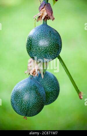 Passiflora ligularis, Granadilla, tropische Frucht sehr beliebt in Guatemala, saisonale Frucht. Stockfoto