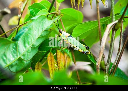 Einfarbig eleganter Grashopper oder Rainbow Locust auf einem Blatt in Limbe, Kamerun Stockfoto