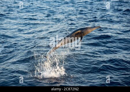 östlicher Spinner Delfin, Stenella longirostris orientalis, oder mittelamerikanischer Spinner, S. l. centroamericana, Springen und Spinnen, Costa Rica Stockfoto