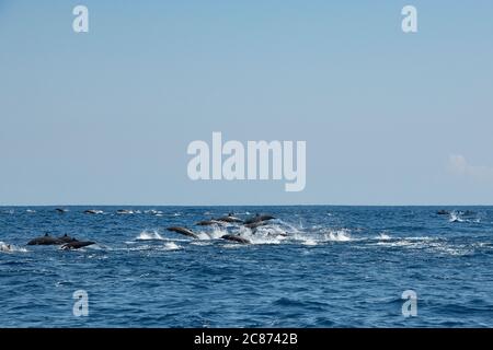 östliche Spinner-Delfine, Stenella longirostris orientalis oder zentralamerikanische Spinner, S. l. centroamericana, die sich von Raubtieren abstampften Stockfoto