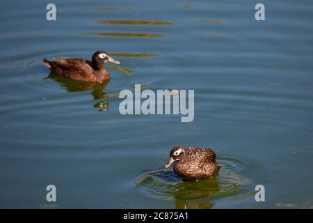 Laysan Ente oder Laysan teal, Anas laysanensis, die seltenste Ente der Welt (vom Aussterben bedroht), Eastern Island, Midway Atoll, USA Stockfoto