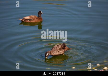 Laysan Ente oder Laysan Teal, Anas laysanensis ( vom Aussterben bedroht ), Trinken oder Füttern, Eastern Island, Midway Atoll National Wildlife Refuge, USA Stockfoto