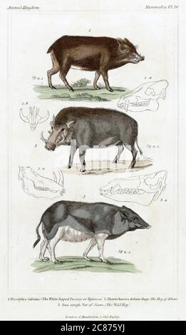 Drei Arten von Wildschweinen: Weißlippenpekka oder Tajasscu (Dicotyles labiatus), Aelianisches Schwein (Phacochoeres Aeliani) und Wildschwein (Ssus scrofa). Stockfoto