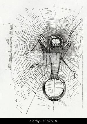 Illustration von Kenny Meadows an Cymbeline, von William Shakespeare. Einführungsbemerkungen, mit einer Spinne in einem Netz, die einen Ring hält. Stockfoto