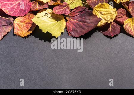 Helle bunte Herbstblätter auf schwarzem Hintergrund. Saisonale Textur mit herbstlicher Stimmung. Leerzeichen für Text. Stockfoto