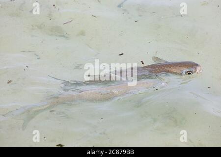 Gestreifte Meeräsche oder Amaama, Mugil cephalus, Fütterung durch Oberflächenabsaugung in seichtem Wasser neben weißem Sandstrand, Sand Island, Midway, Atoll, USA Stockfoto