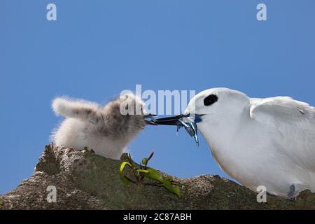 Weiße Seeschwalbe oder Feenseeschwalbe, Gygis alba rothschildi, Fütterung kleiner Fische zu Küken, Sand Island, Midway Atoll National Wildlife Refuge, Papahanaumokuakea Stockfoto