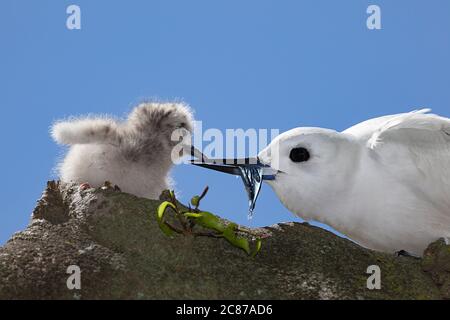 Weiße Seeschwalbe oder Feenseeschwalbe, Gygis alba rothschildi, Fütterung kleiner Fische zu Küken, Sand Island, Midway Atoll National Wildlife Refuge, Papahanaumokuakea Stockfoto